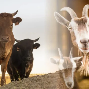 qurban idul adha 2026