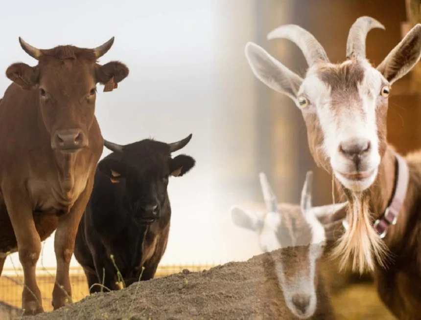 qurban idul adha 2026