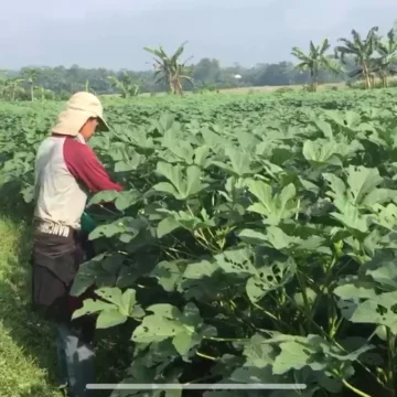 hasil panen petani hasil panen petani