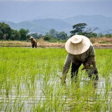manfaat mbg bagi petani